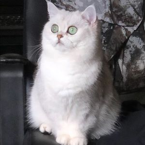 Meet your Posher, Xiaoyu